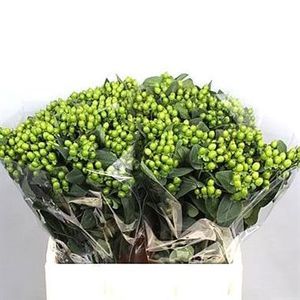 HYPERICUM MAG GREEN POWER 50